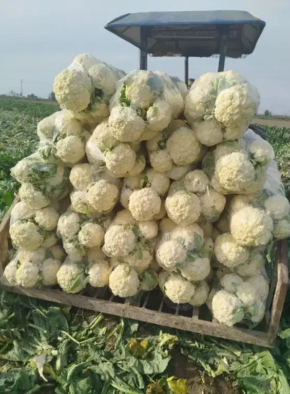 گل کلم سفید/ سوپرلوکس/الان۲۷تن موجوده|خوردنی و آشامیدنی|تهران, مختاری|دیوار