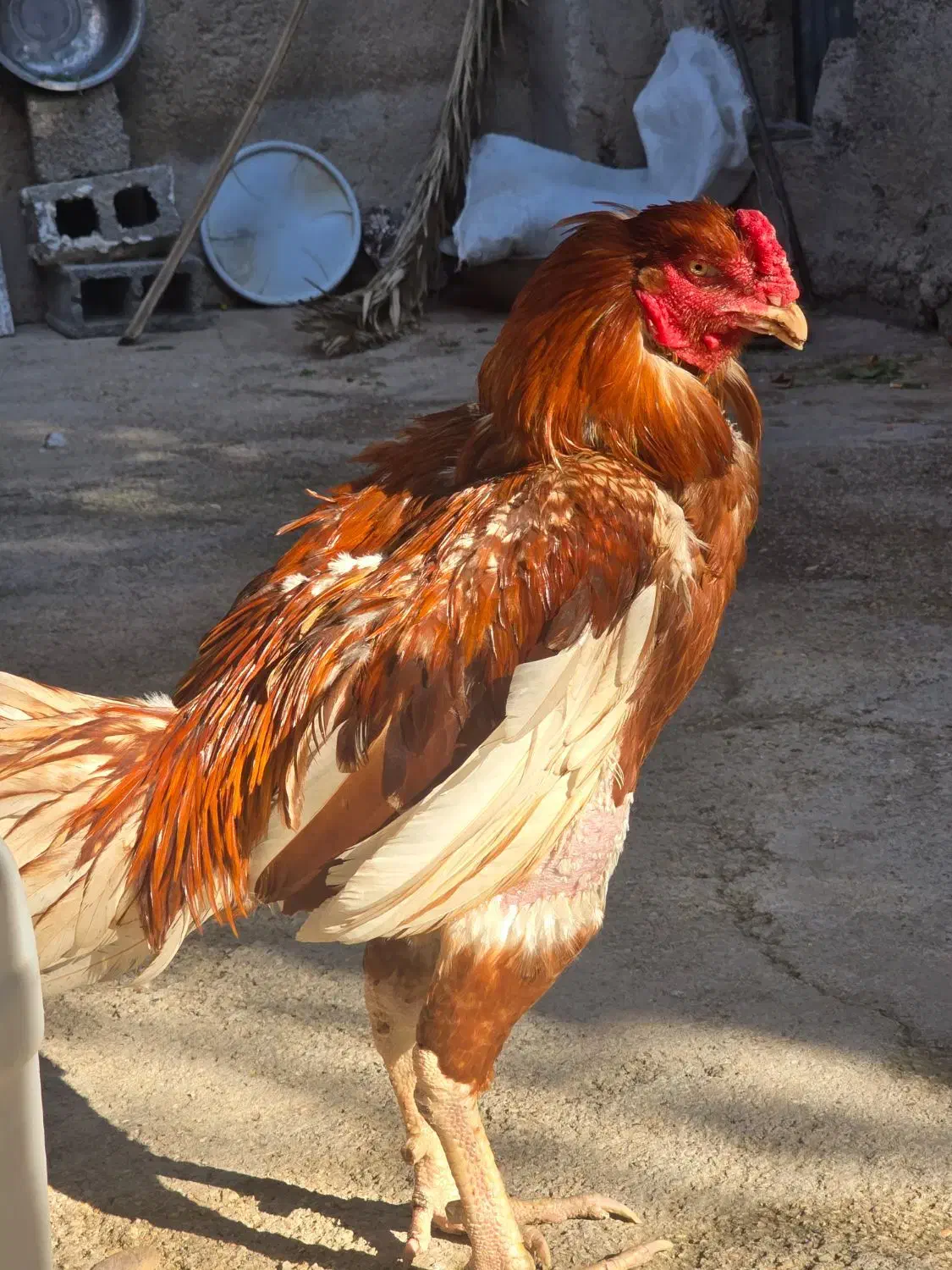 خروس لاری|حیوانات مزرعه|آبپخش, |دیوار