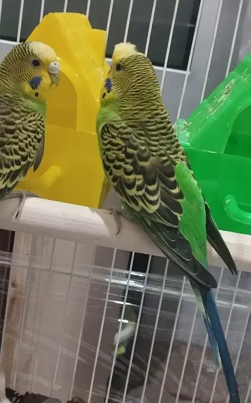 فروش مرغ عشق و فنج‌|پرنده|سراوان, |دیوار