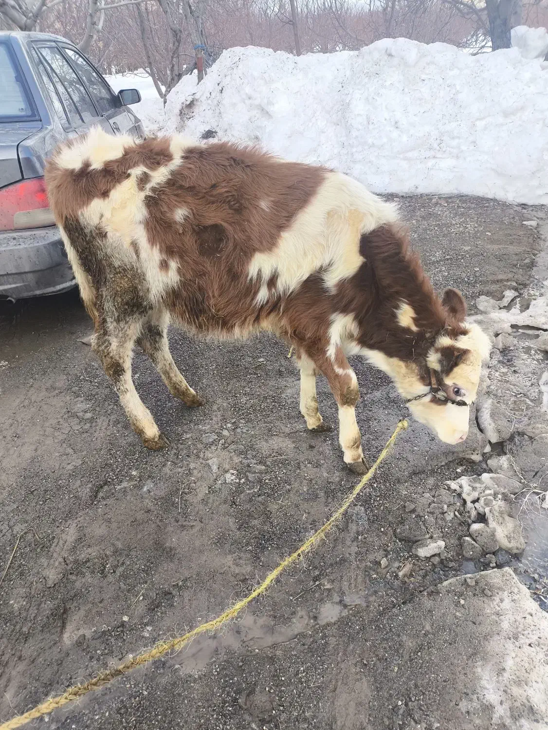 گوساله سیمینتال|حیوانات مزرعه|سیلوانه, |دیوار