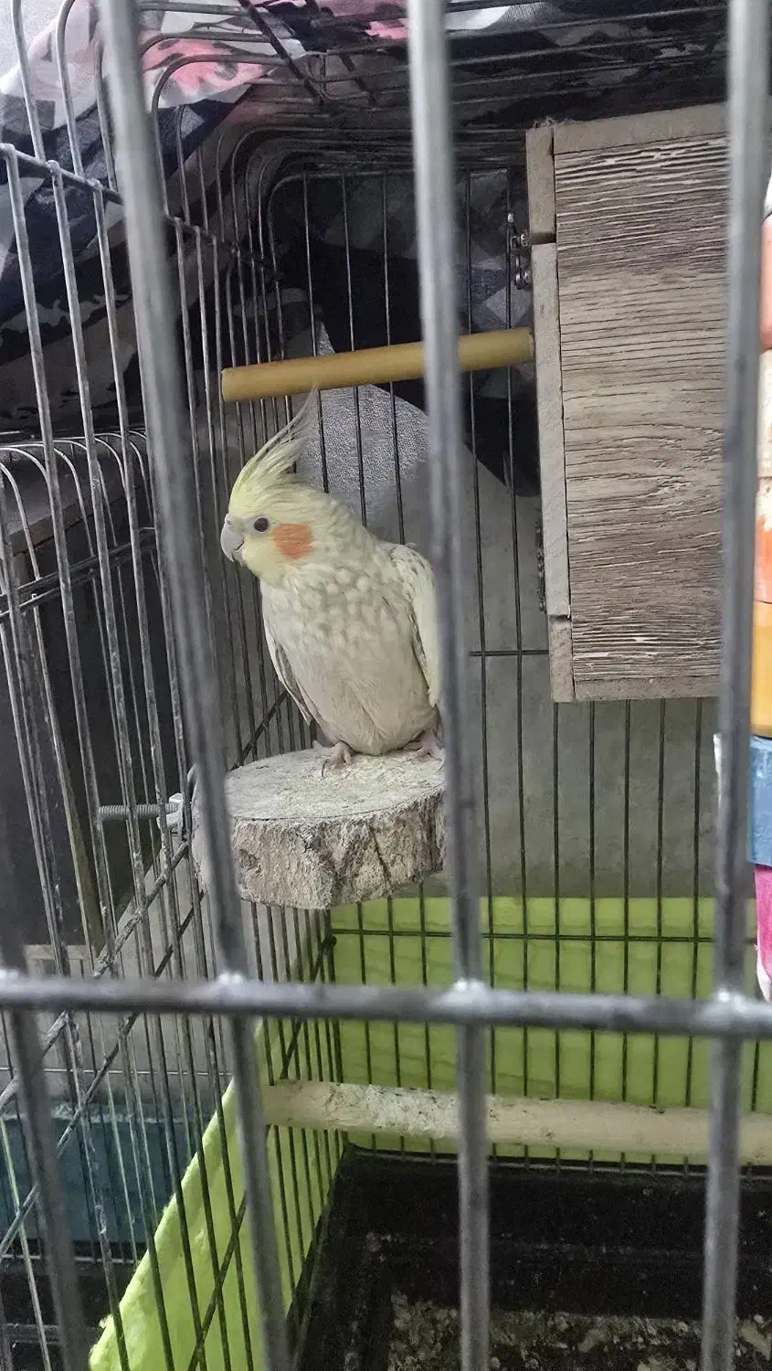 دوجفت مولد|پرنده|ری, شهادت|دیوار