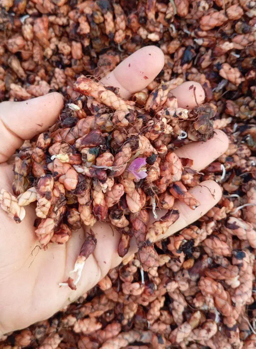 فروش پیازچه گیاه اگزالیس|گل و گیاه طبیعی|محلات, |دیوار