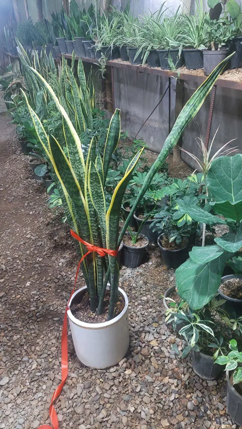 بلاگرم|فعالیت داوطلبانه تحقیقاتی|یزد, |دیوار