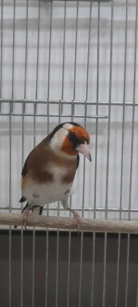 سهره|پرنده|تهران, شهید رجایی|دیوار