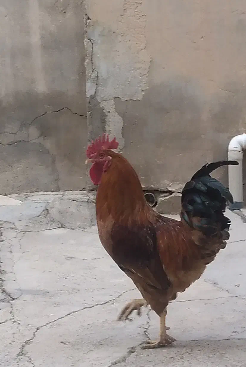 خروس محلی|حیوانات مزرعه|ضیاء آباد, |دیوار