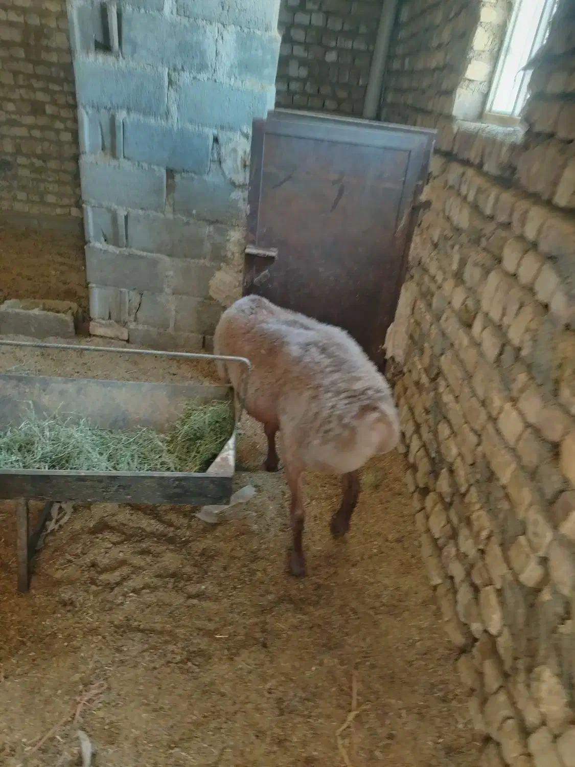 بره چینی غندوزی|حیوانات مزرعه|قائن, |دیوار