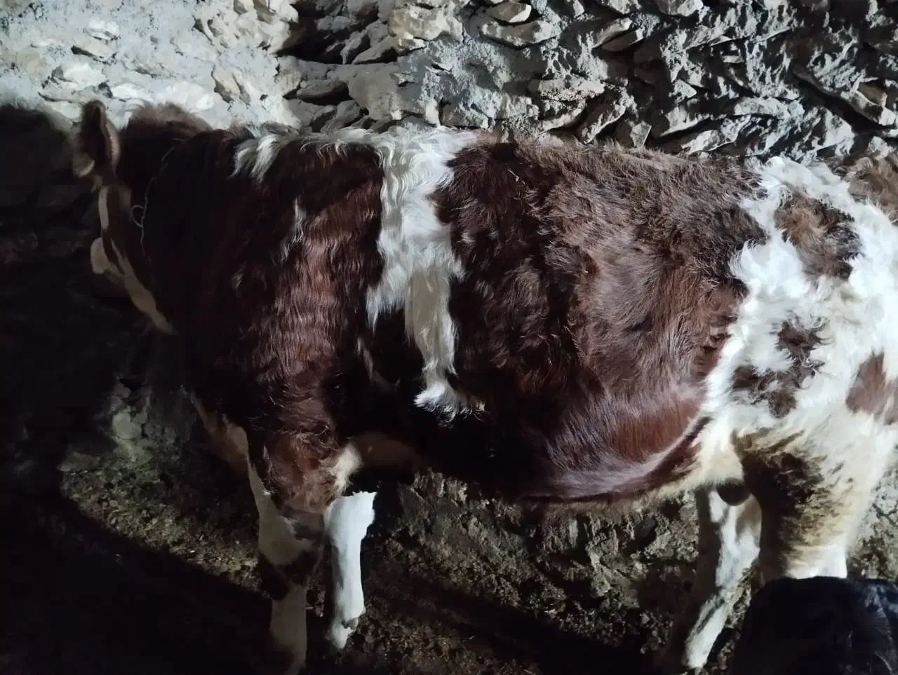 گوساله|حیوانات مزرعه|کرفتو, |دیوار