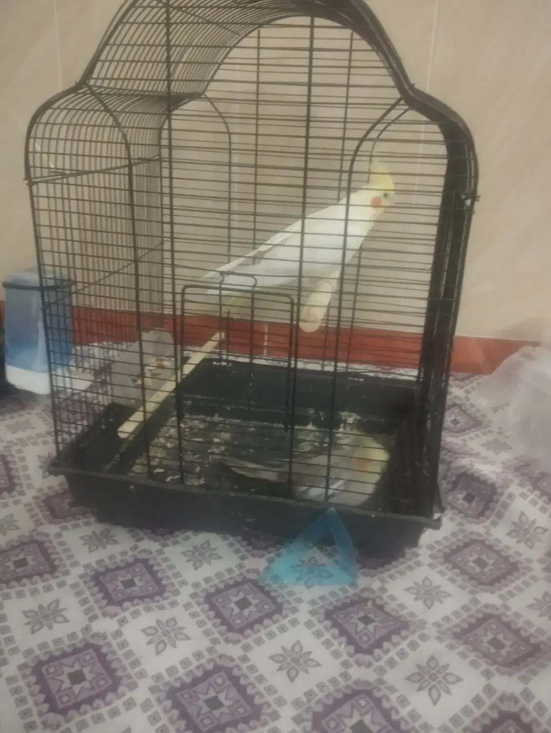 عروس هلندی|پرنده|قنوات, |دیوار