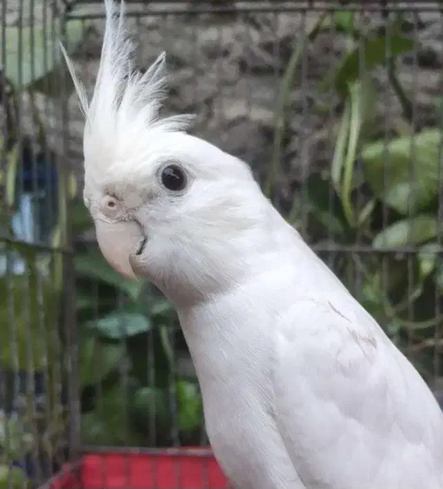 یک عدد عروس هلندی سفید گم|حیوانات|همدان, |دیوار