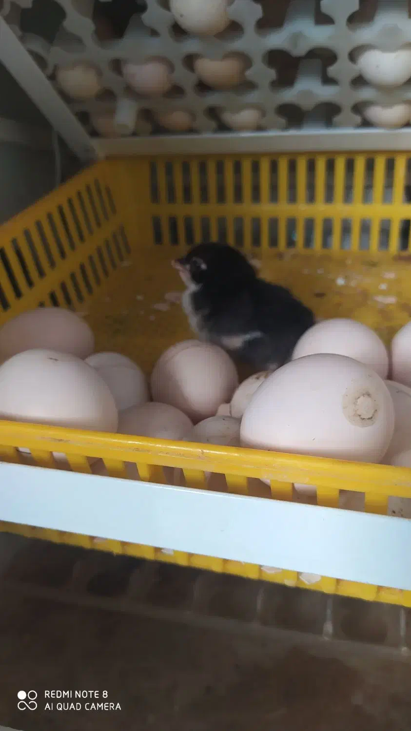 جوجه لاری و تخم لاری و خروس|حیوانات مزرعه|ساوه, |دیوار