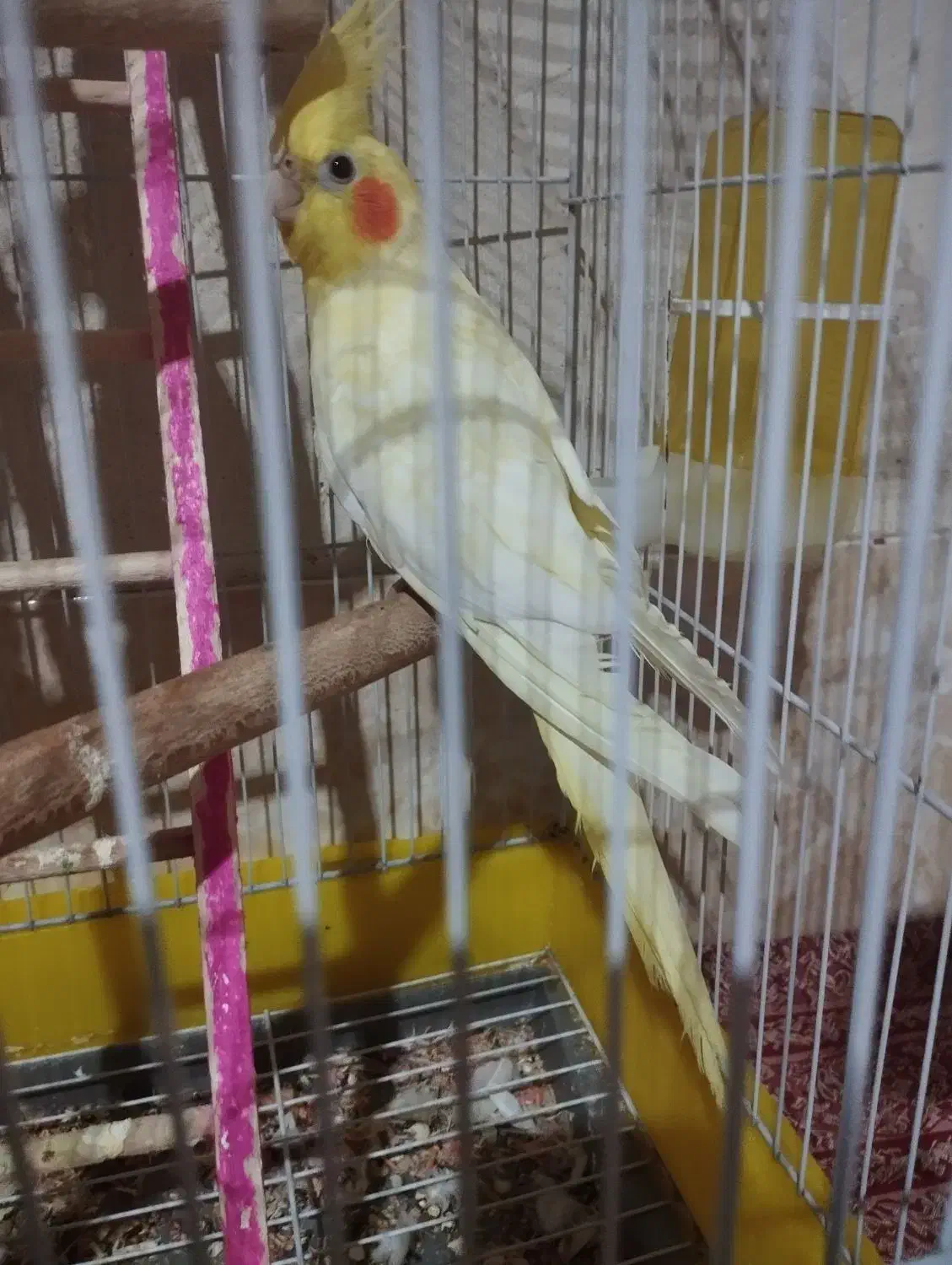 عروس چش شرابی|پرنده|میانه, |دیوار