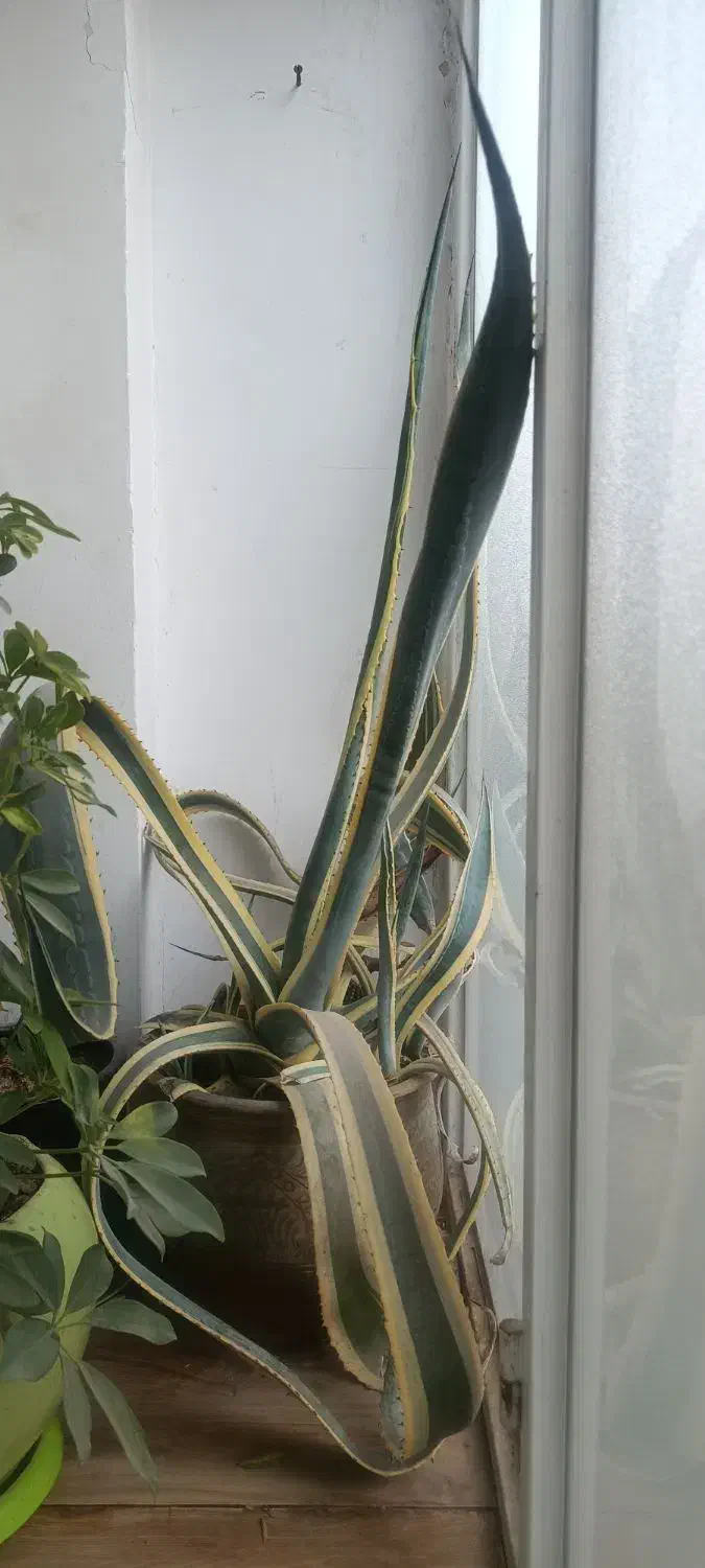 گل اگاو|گل و گیاه طبیعی|مشهد, کوی ولیعصر|دیوار