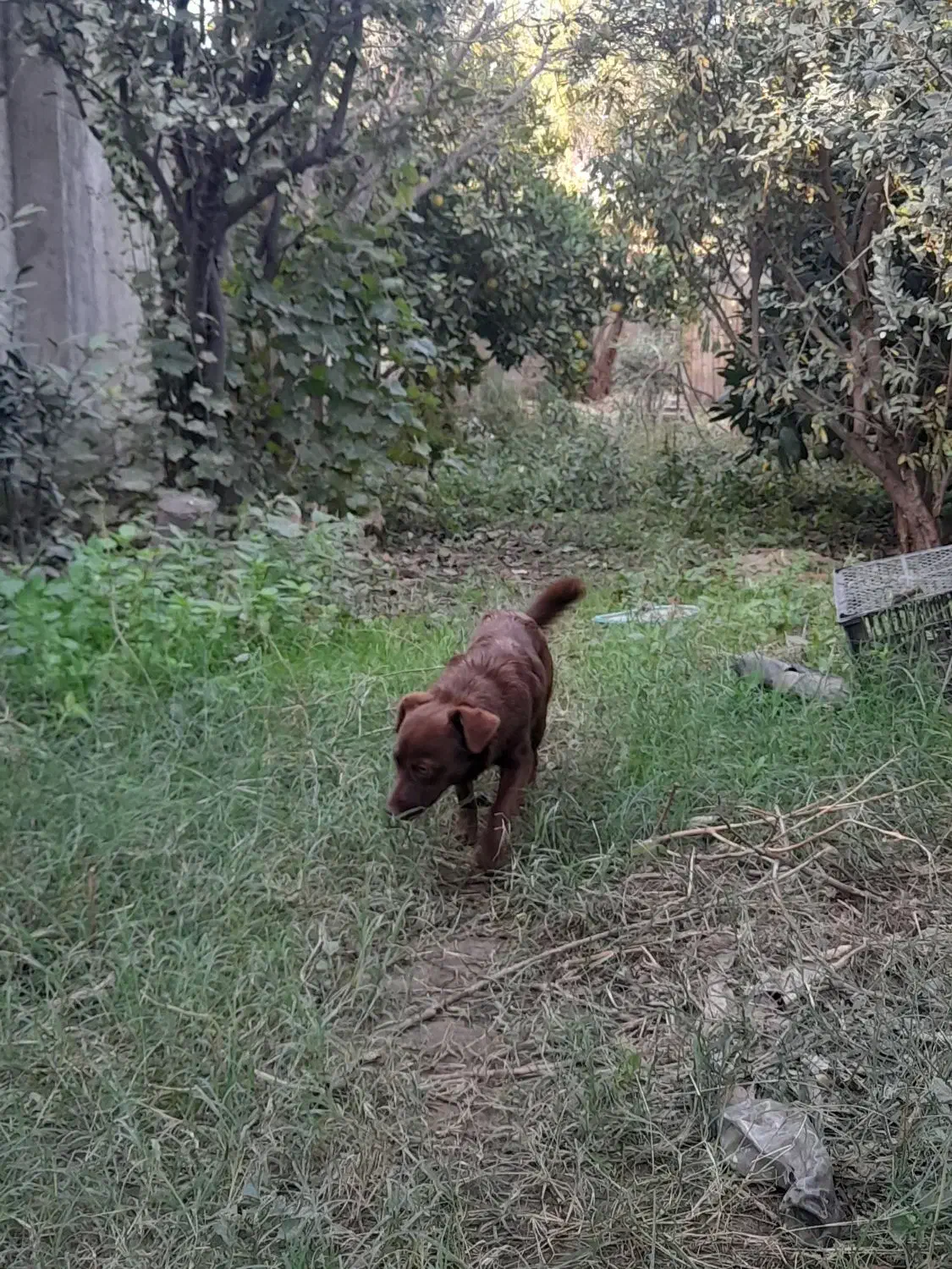 ماده اشپیتز|سگ|گرگان, |دیوار