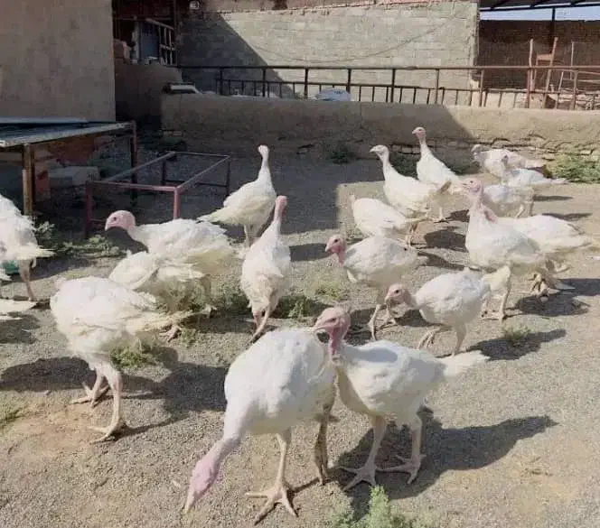 بوقلمون برنز و بیوتی و برنز|حیوانات مزرعه|دهگلان, |دیوار