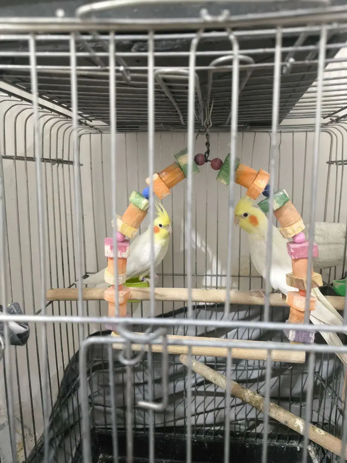 عروس هلندی|پرنده|قدس, شهر‌قدس|دیوار