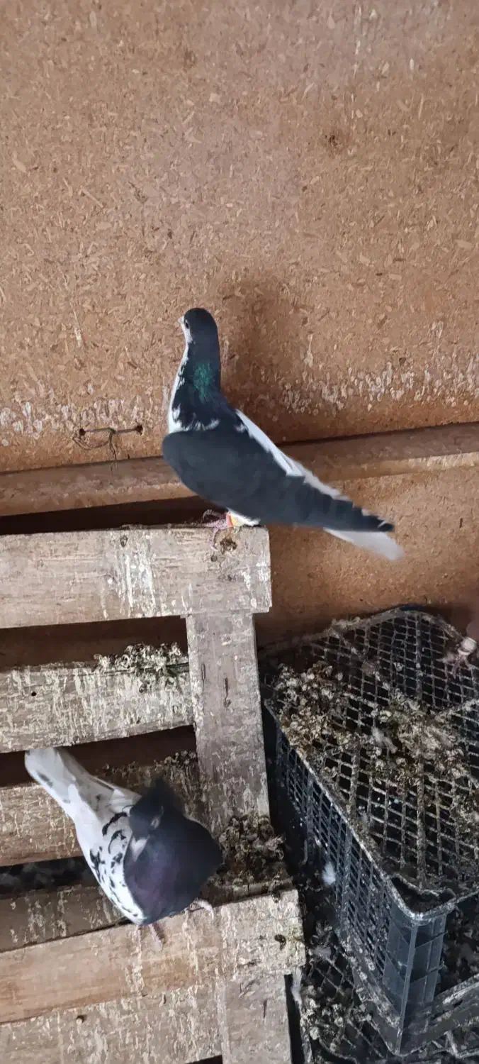 پرنده کبوتر|پرنده|تاکستان, |دیوار