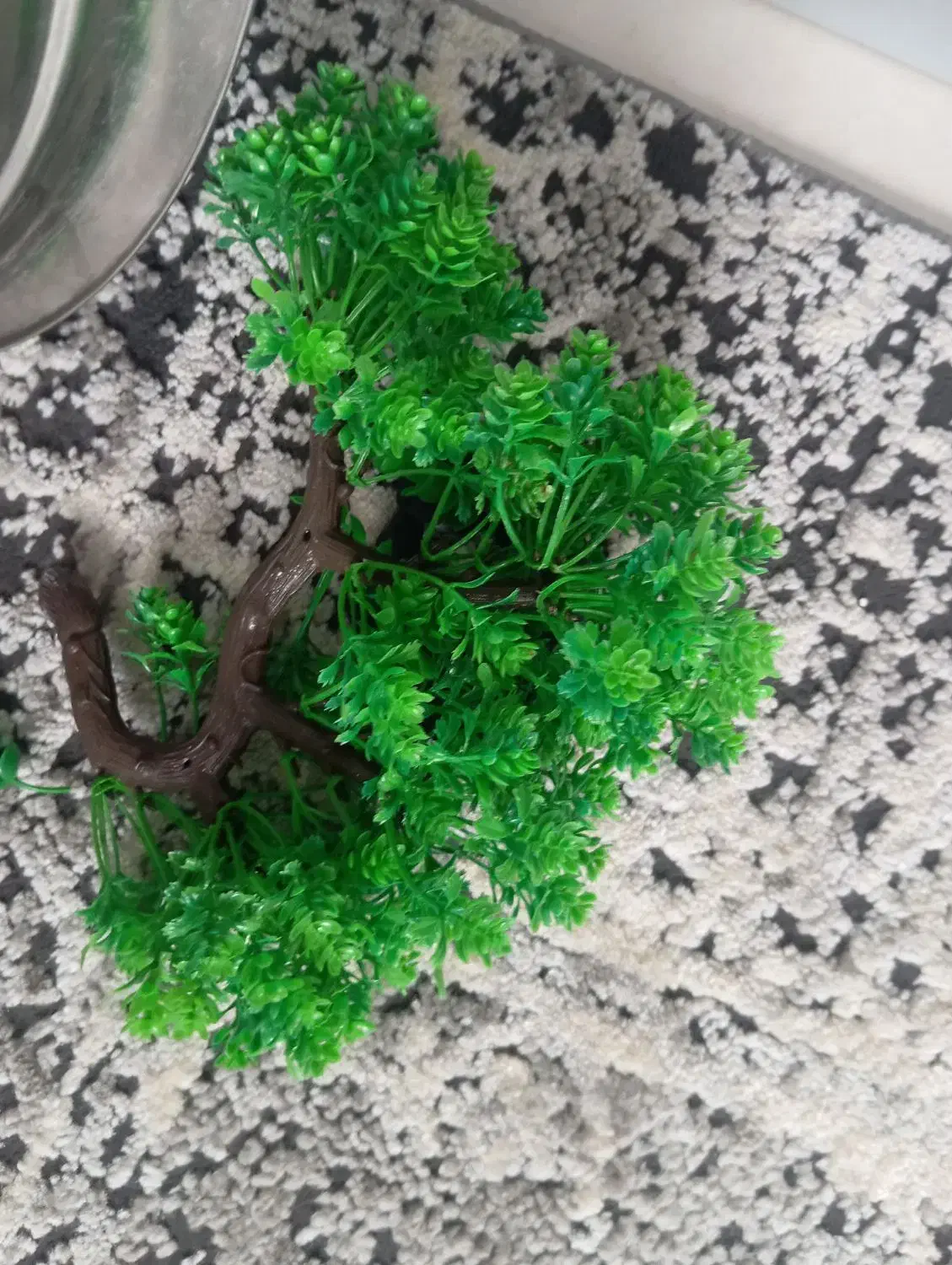 اکواریوم|ماهی|خرمآباد, |دیوار