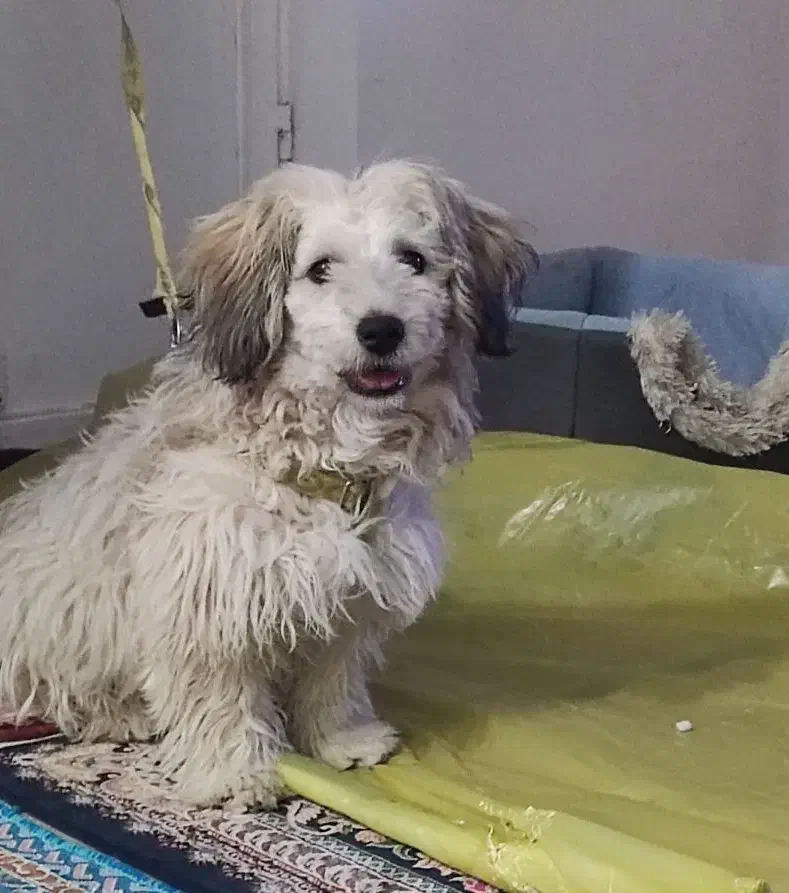 سگ  خیلی خوب وباهوش|سگ|زابل, |دیوار