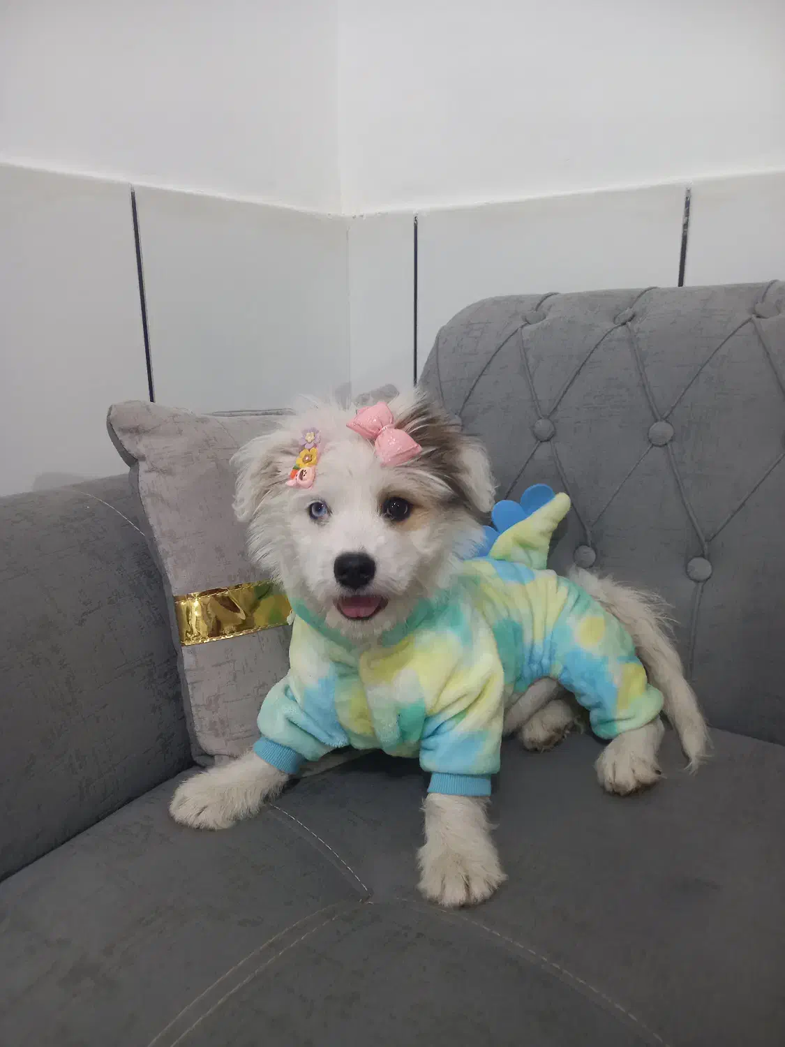 شیتزو ماده قیمت ۲۵۰۰|سگ|فولادشهر, زاینده رود|دیوار