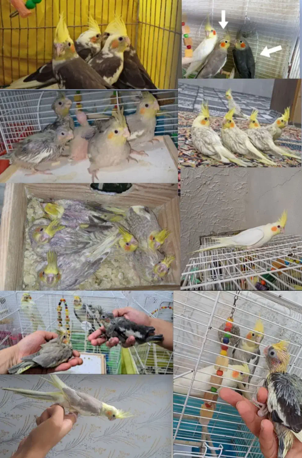 خریدار عروس شما هستم دونخور فروش هم دارم|پرنده|لاهیجان, لیالستان|دیوار