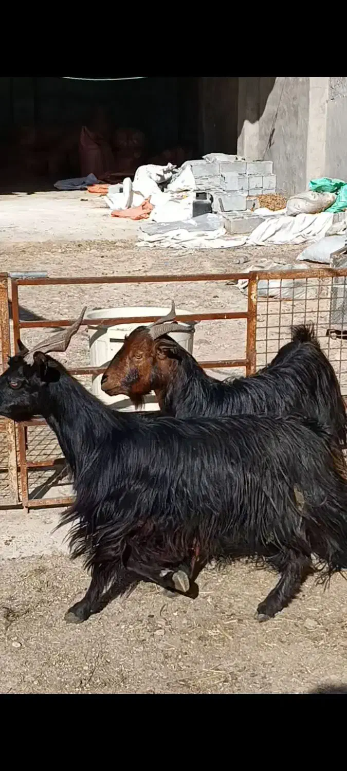 تیشتر بز|حیوانات مزرعه|بهبهان, |دیوار