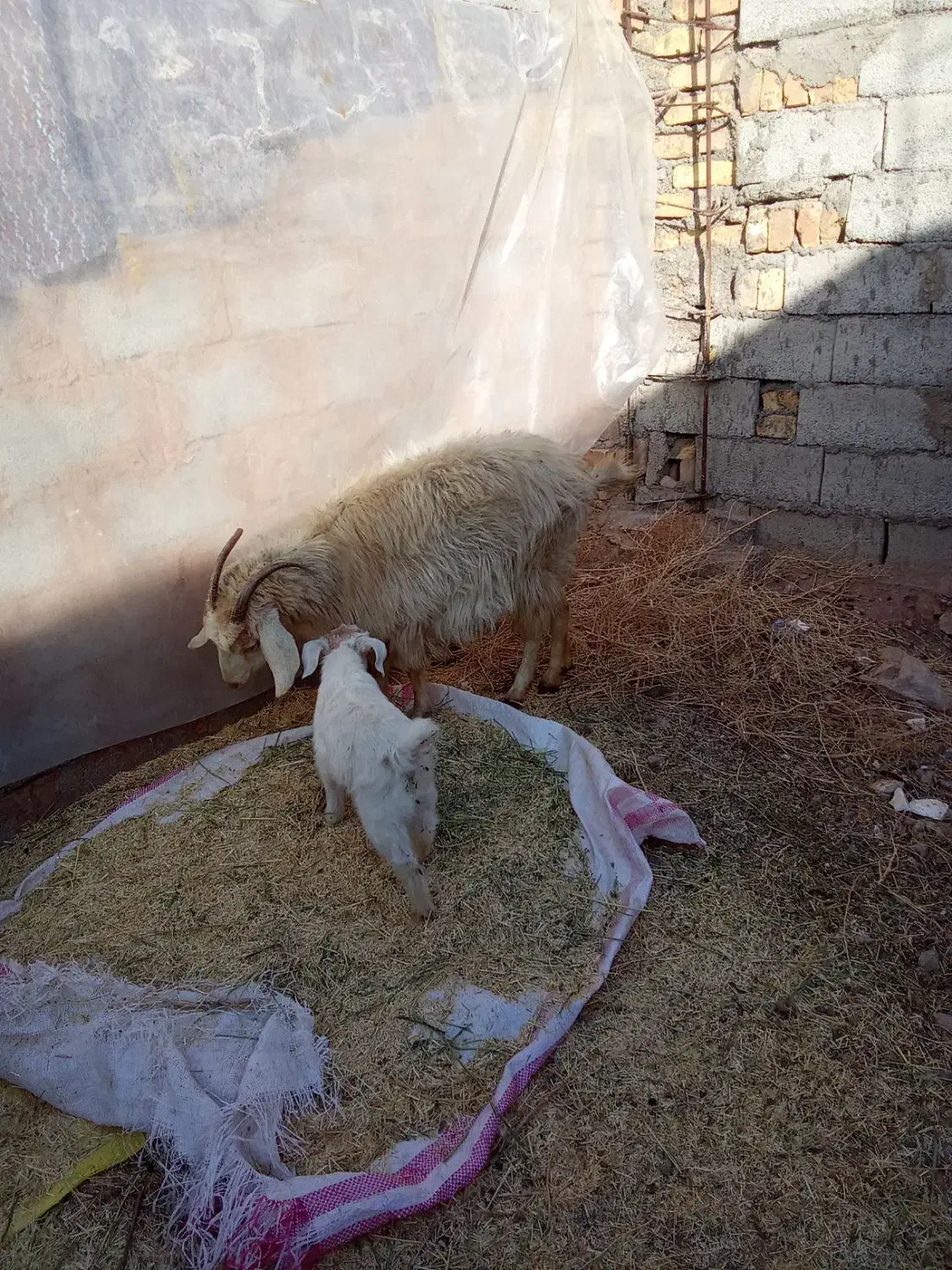 گوسفند بز کهره محلی جملزا|حیوانات مزرعه|کرمان, |دیوار