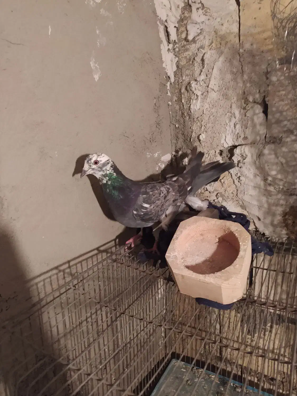 کفتر تهرانی|پرنده|درگزین, |دیوار