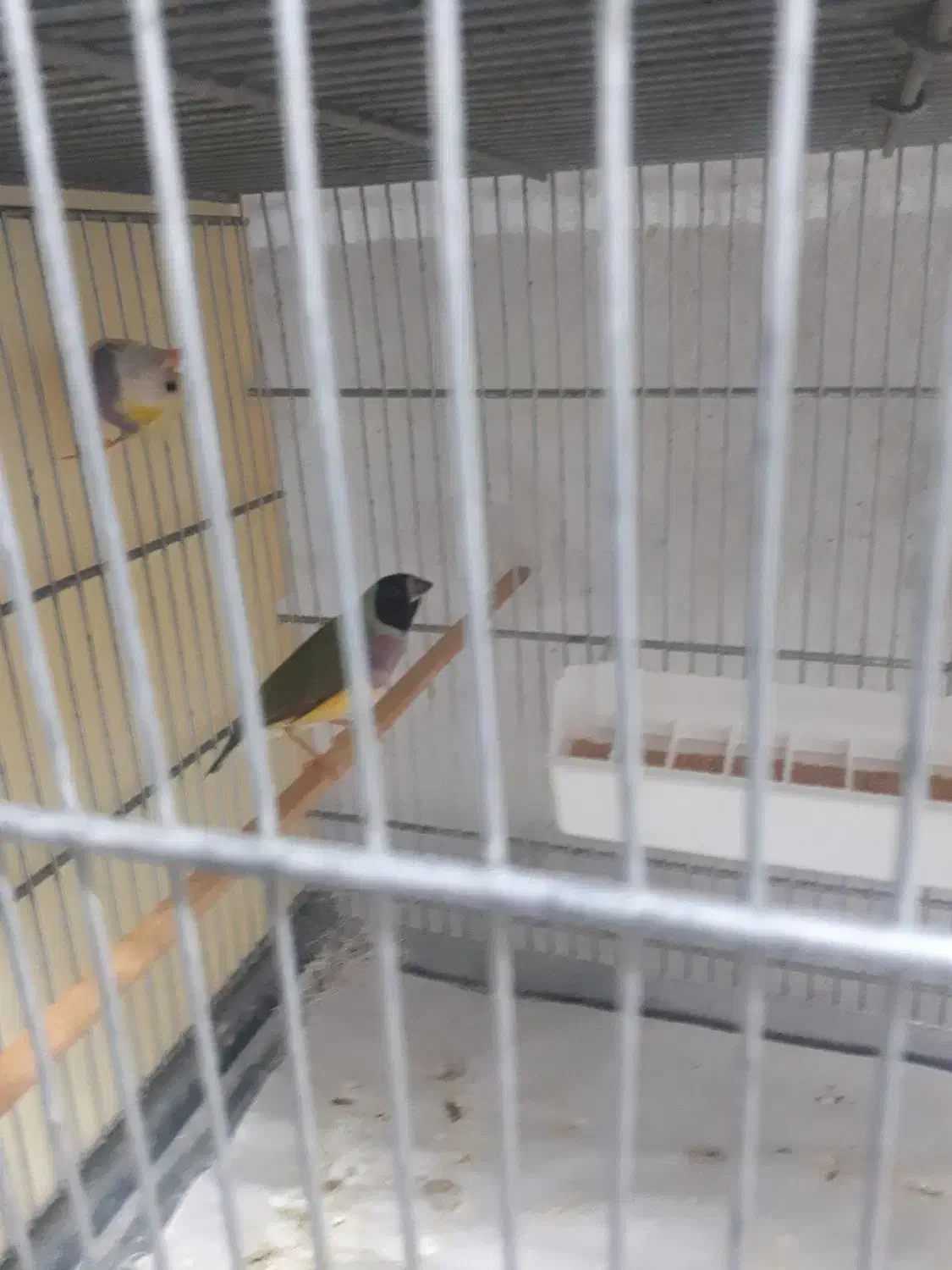 فنچ گلدین|پرنده|تهران, شکوفه|دیوار