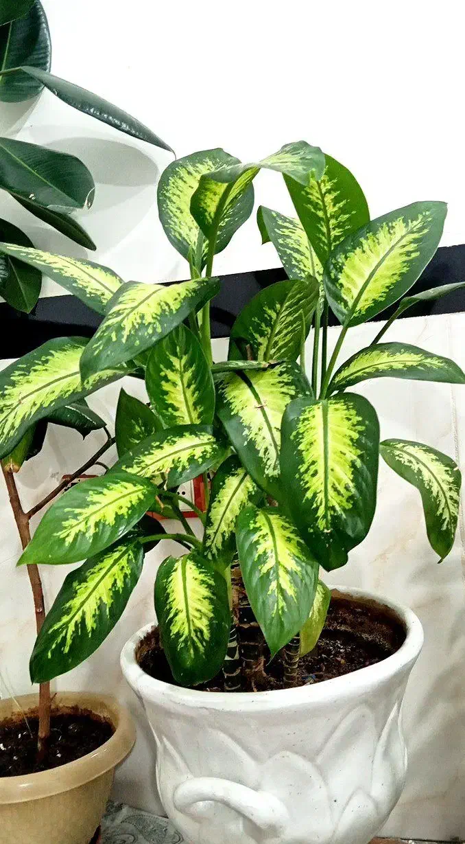 گل..|گل و گیاه طبیعی|مریوان, |دیوار