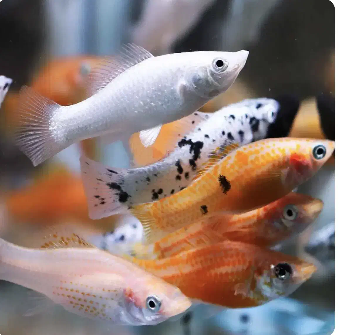 ماهی مولی و گوپی|ماهی|مشهد, ادیب نیشابوری (شهرک غرب)|دیوار