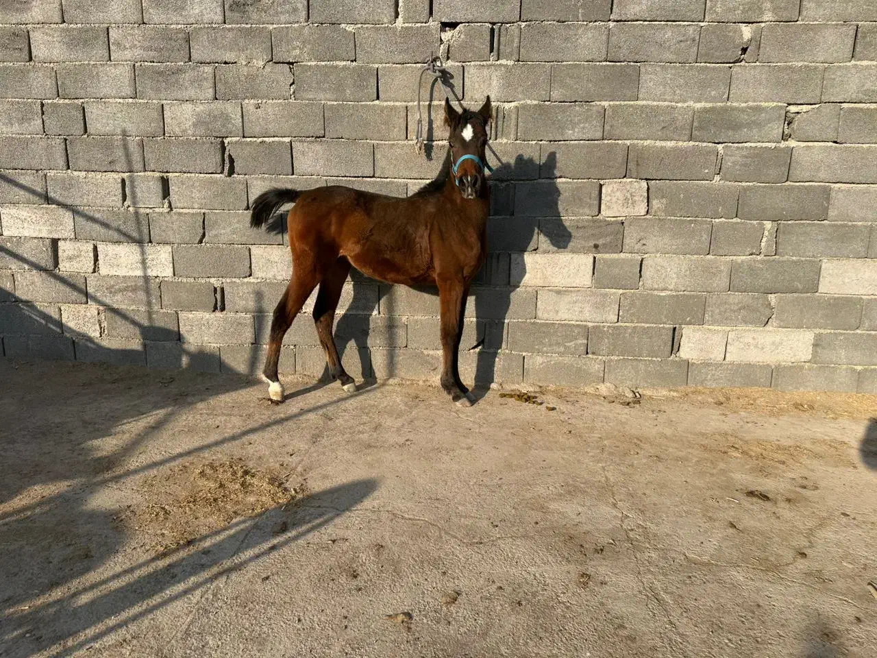 فروشکرهنریانعرببامدارک|اسب و تجهیزات اسبسواری|ایلام, |دیوار