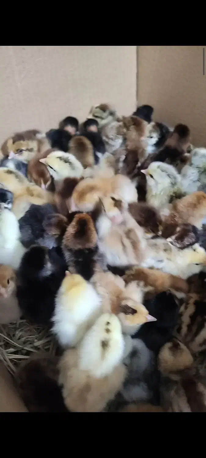 جوجه محلی|حیوانات مزرعه|سرخرود, |دیوار