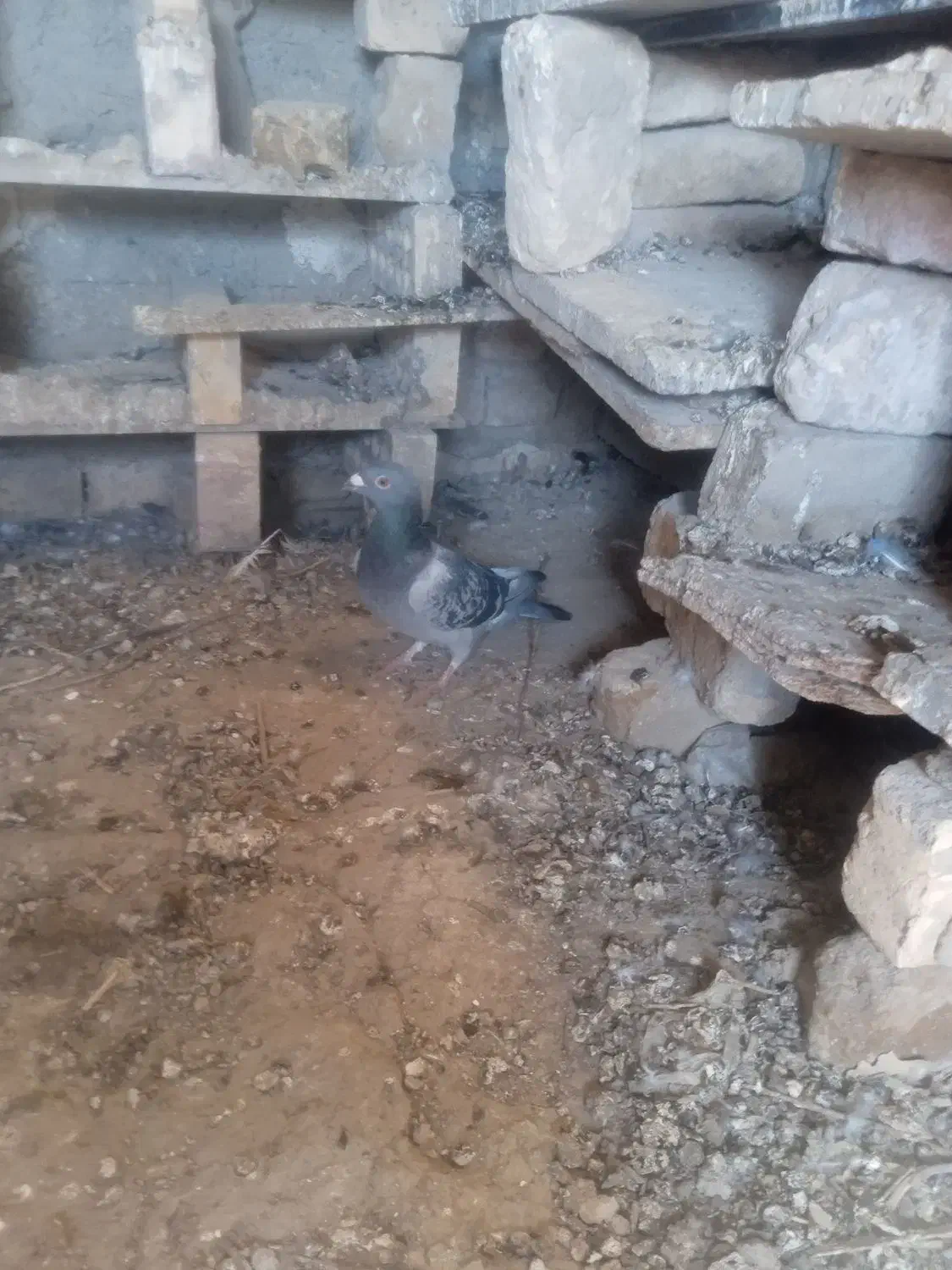 کبوتر|پرنده|جزنیک, |دیوار