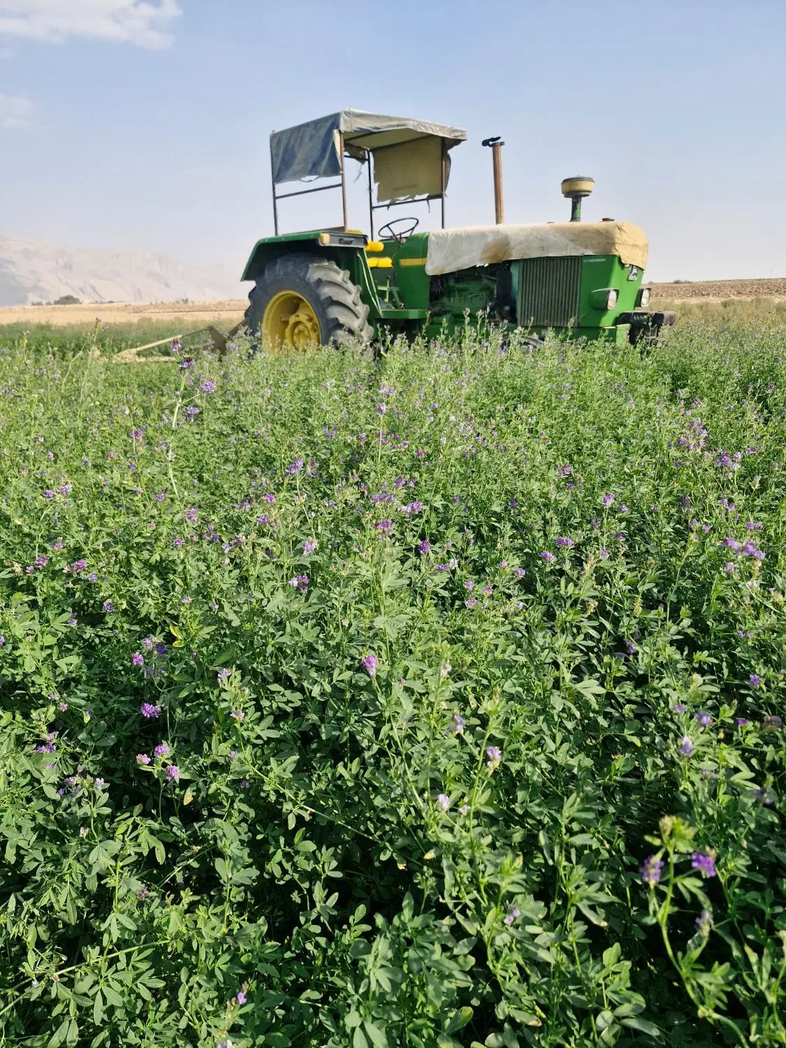 اجاره ۱۵ هکتار زمین یونجه|اجارهٔ دفتر صنعتی، کشاورزی، تجاری|مرودشت, محمد آباد|دیوار