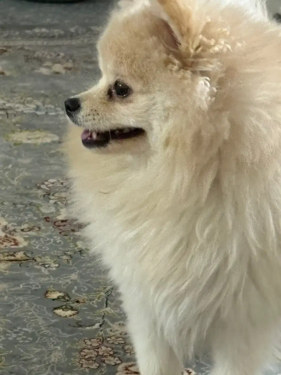 توله سگ|سگ|خرم‌آباد, |دیوار