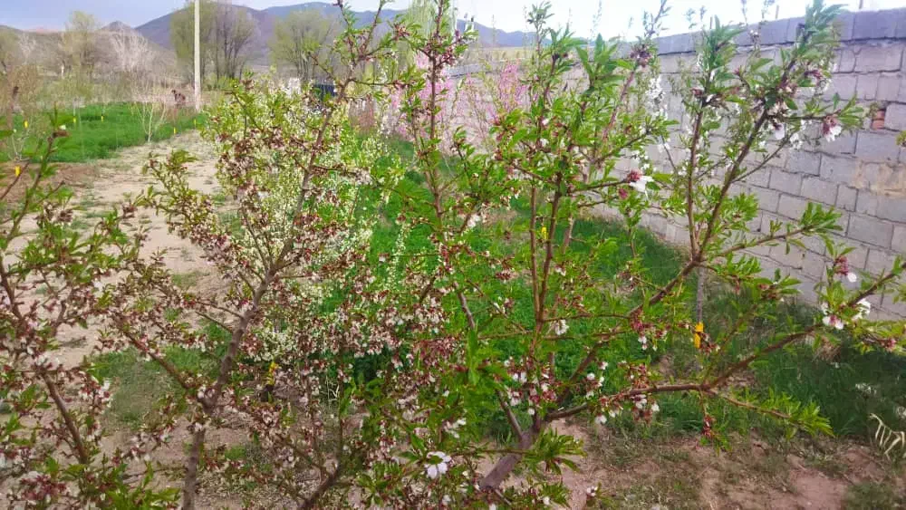 باغ وخانه باغ با انواع درخت میوه نرسیده به سرند|فروش خانه و ویلا|خواجه, |دیوار