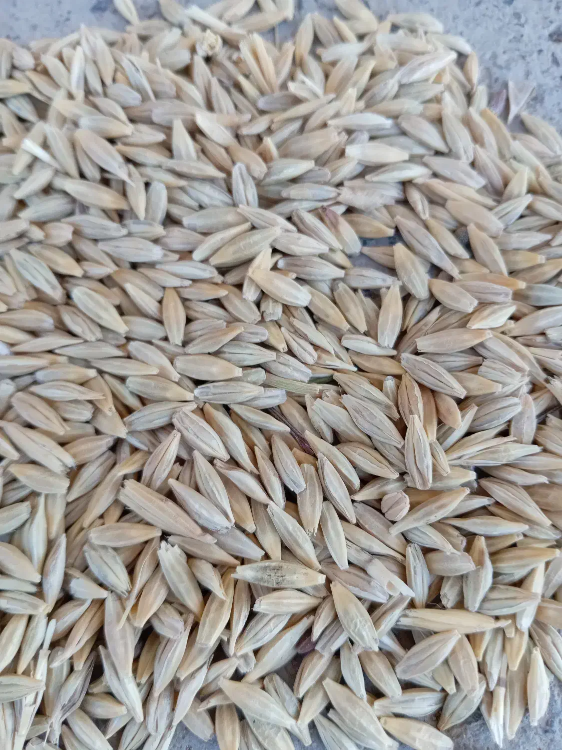 جوه|خوردنی و آشامیدنی|سنقر, |دیوار