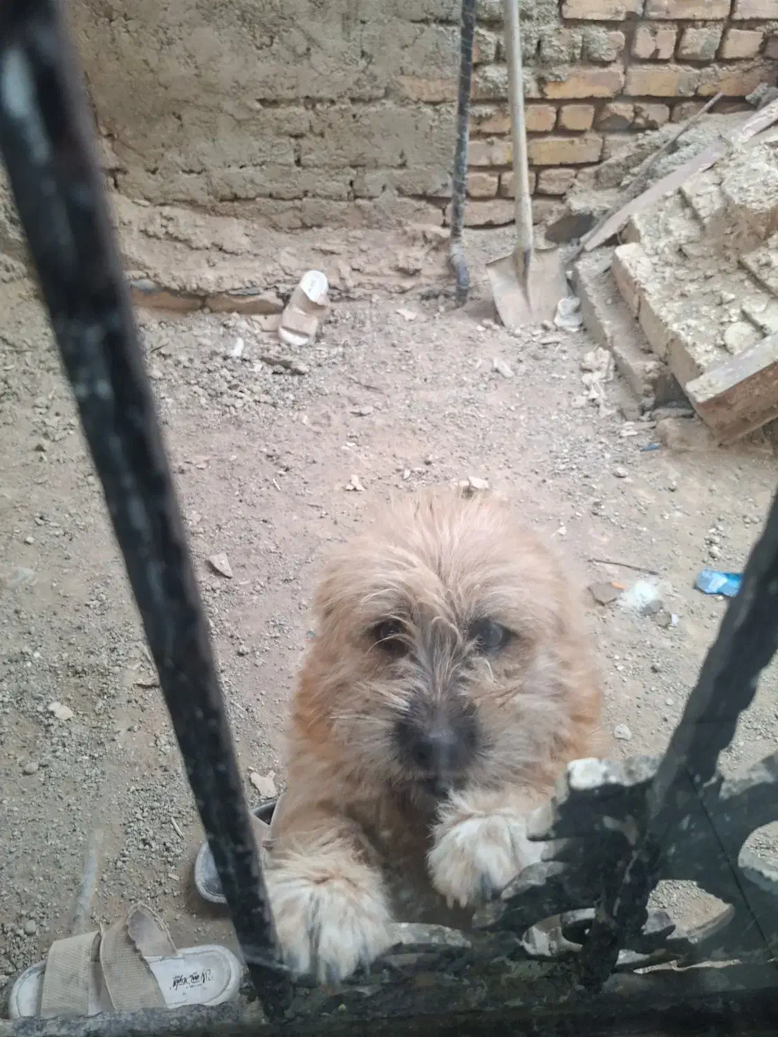 سگ پاکوتاه|سگ|ماهدشت, |دیوار