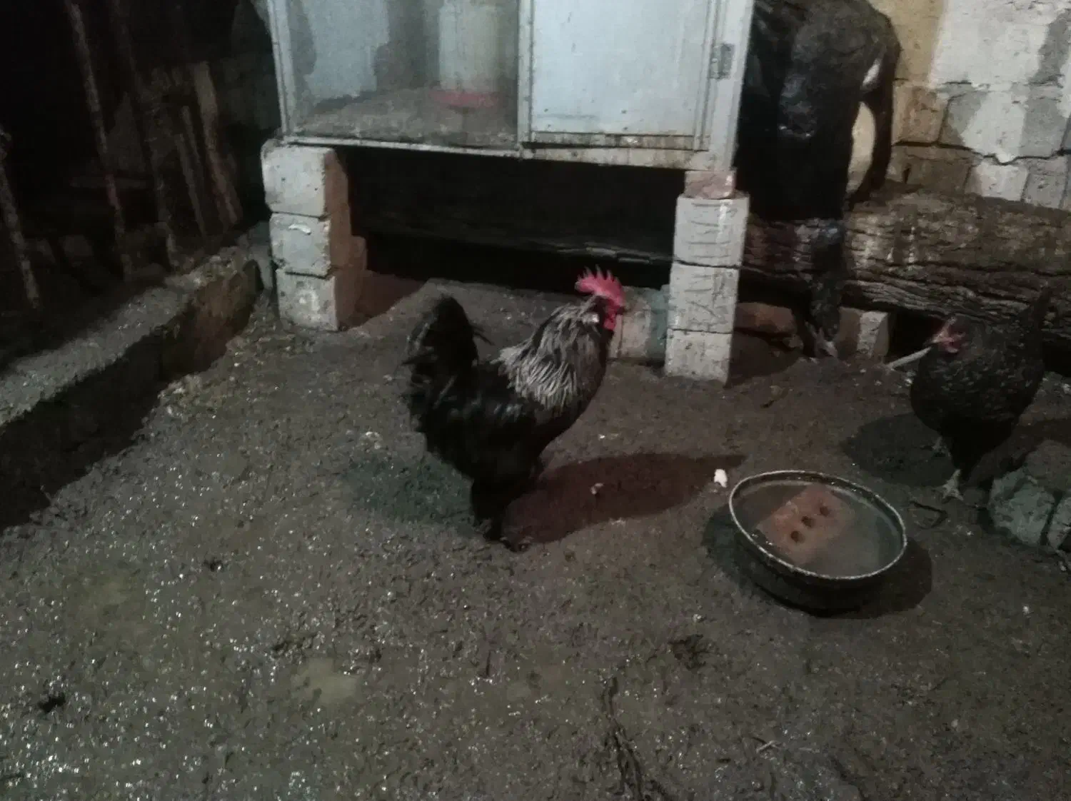 مرغ وخروس مرندی|حراج|اسکو, |دیوار