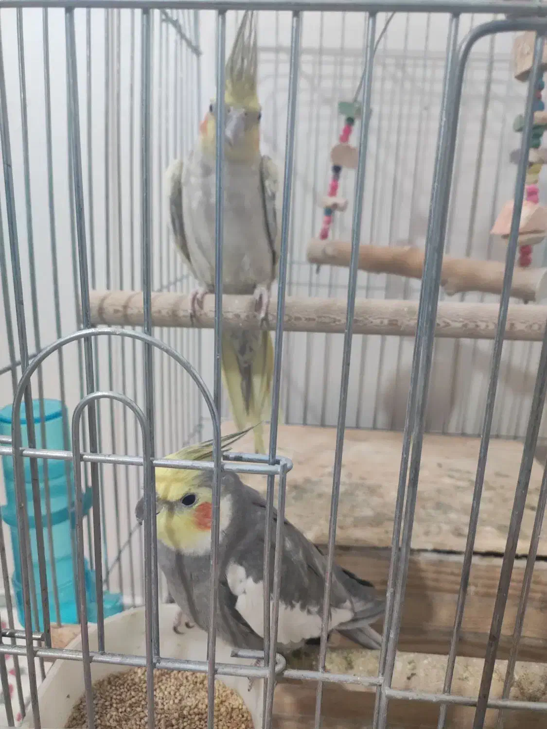 فروش عروس هلندی|پرنده|یاسوج, |دیوار