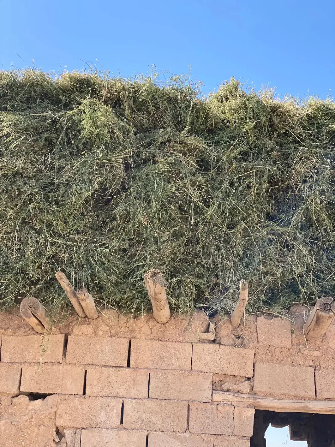 یونجه|لوازم جانبی حیوانات|زنجانرود, |دیوار