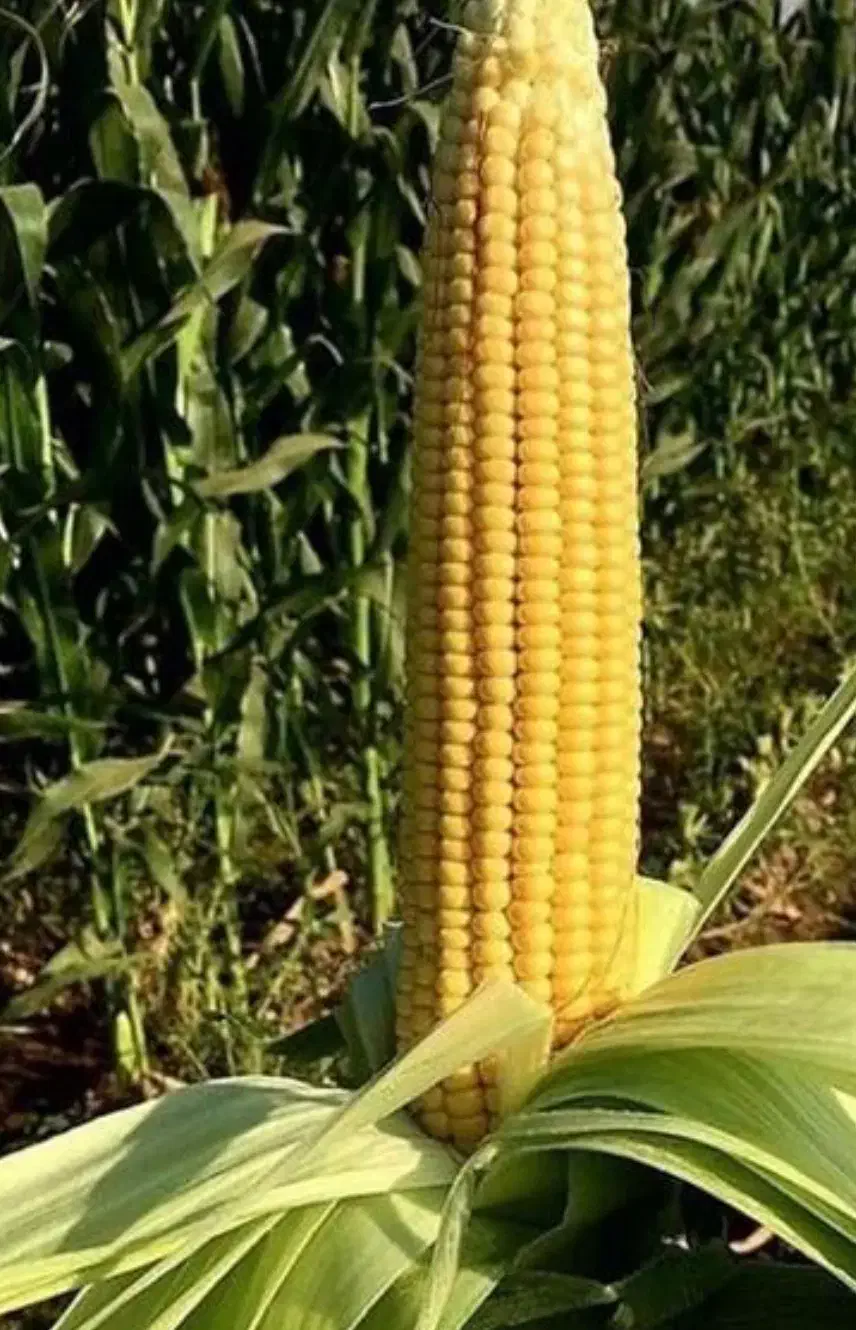 فروش ذرت علوفه ۳هکتار مرودشت|عمده‌فروشی|مرودشت, فیروزی|دیوار