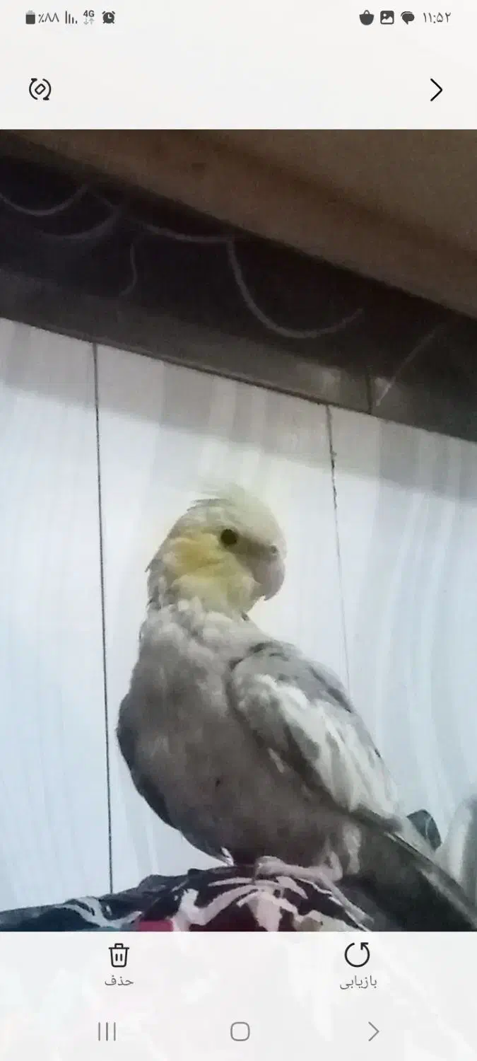 گمشده|حیوانات|قائن, |دیوار