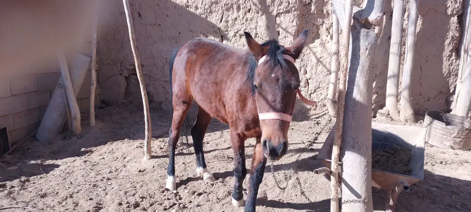 حیوانات|اسب و تجهیزات اسب‌سواری|شاهرود, |دیوار