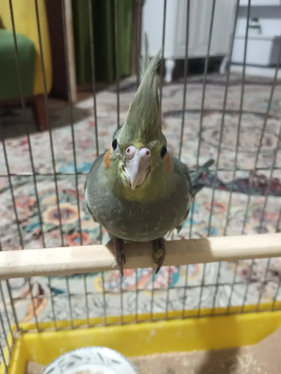 جوجه عروس هلندی|پرنده|تربت‌حیدریه, کلاته توکلی|دیوار