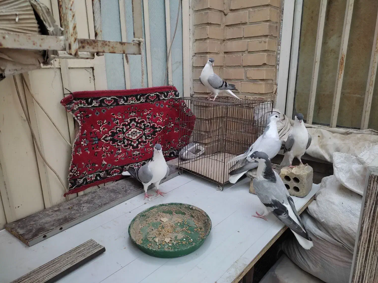 جفت کبوتر شیرازی با جوجه هاشون|پرنده|سوسنگرد, |دیوار