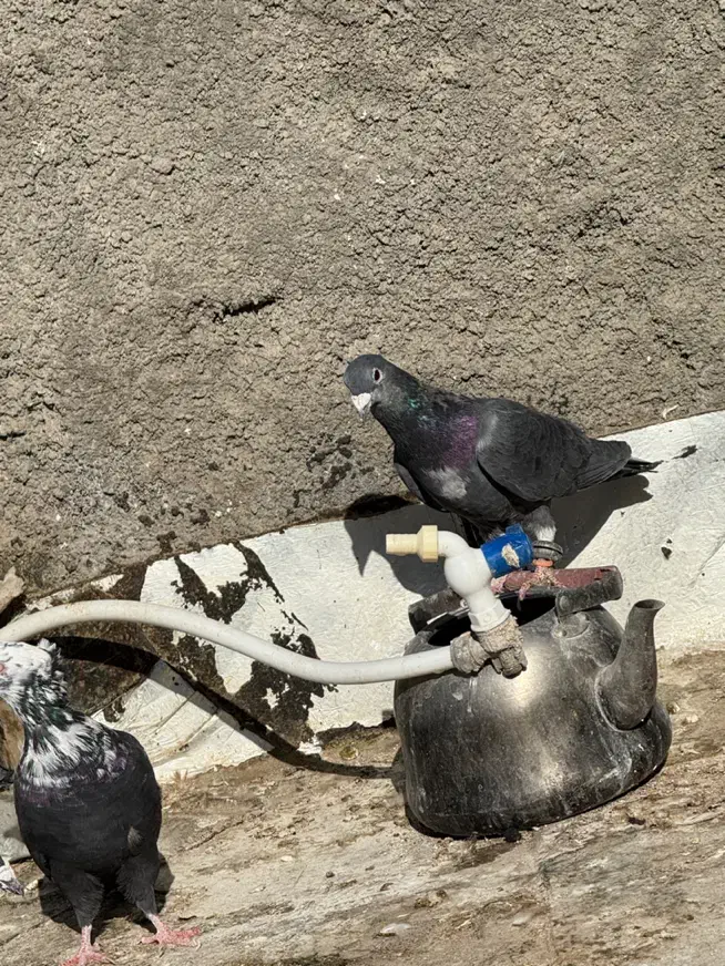 زاغ|پرنده|تربت جام, پاسداران|دیوار