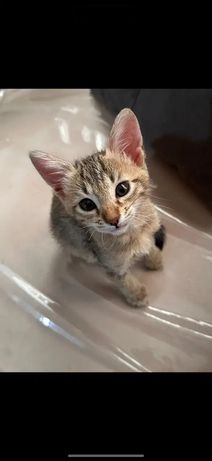 واگذاری بچه گربه سه ماهه|گربه|بندر ماهشهر, |دیوار