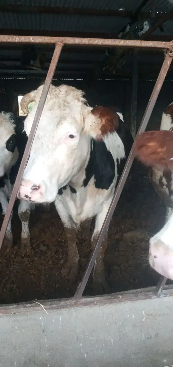 گاو شیری|حیوانات مزرعه|بجنورد, |دیوار