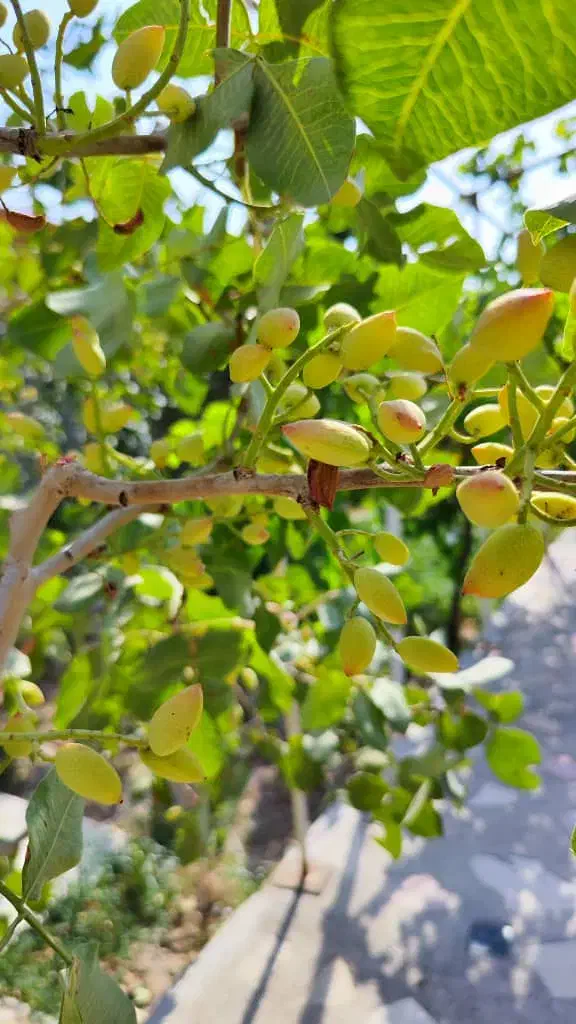 ویلا اماده و تکمیل نزدیکی تبریز|فروش خانه و ویلا|تبریز, |دیوار